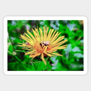 Bee On Elecampane Flower 2 Sticker